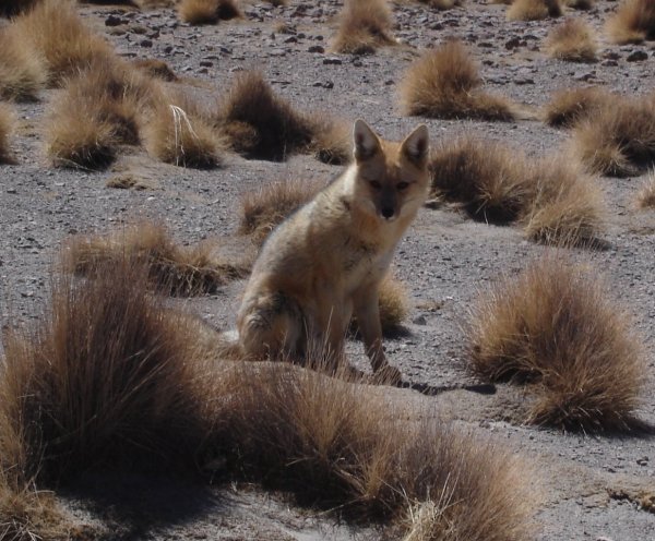 Kde se v té pustině bere liška?